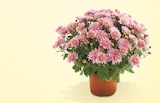 Chrysantheme pompon pot 15 cm unicolore dans le catalogue Netto