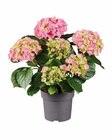 Ballhortensie Angebote bei Lidl Falkensee für 5,99 €