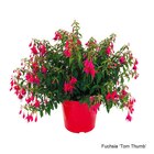 Fushia à Truffaut dans Vaujours Fushia à Truffaut dans Vaujours