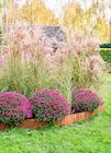 Angebot im Blumen Ostmann Visbek Prospekt Blumen Ostmann Visbek Prospekt mit im Angebot für 5,99 €