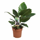 Grande plante verte ou cactus en promo chez Lidl Calais à 11,99 €