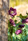 BBM Baumarkt Ganderkesee - LENZROSE Angebot im Prospekt LENZROSE bei BBM Baumarkt im Ganderkesee Prospekt für 9,99 €