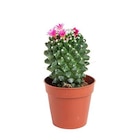 Cactus varié botanic - Pot 5,5 cm de diamètre - BOTANIC® - Botanic à Antony Cactus varié botanic - Pot 5,5 cm de diamètre - BOTANIC® en promo chez Botanic Antony à 1,99 €