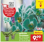 gefärbte Orchideen im Netto Marken-Discount Prospekt gefärbte Orchideen von im aktuellen Netto Marken-Discount Prospekt für 9,99 €
