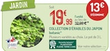 Promo Collection d'Érables du Japon à 19,99 € dans le catalogue Botanic à Villeurbanne