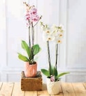 Orchidée 2 Tiges en promo chez U Express Brest à 11,99 €