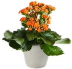 Kaufland Celle - Kalanchoe Angebot im Prospekt Kalanchoe bei Kaufland im Celle Prospekt für 1,99 €