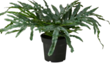 Aktuelle Zimmerpflanzen Angebote bei Rusta in Essen Aktuelles Topfpflanze 32 cm Angebot bei Rusta in Essen ab 11,90 €