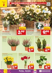 Pflanzen im Netto Marken-Discount Prospekt in Köln Aktueller Netto Marken-Discount Prospekt mit Pflanzen, "Aktuelle Angebote", Seite 10