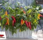 Naschgemüse von Kölle im aktuellen Pflanzen Kölle Prospekt für 9,99 €