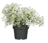 Euphorbia hypericifolia 'Diamond Frost'(s) Angebot in Rutesheim Euphorbia hypericifolia 'Diamond Frost'(s) im aktuellen Prospekt bei Hagebaumarkt in Rutesheim