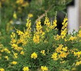 Genista Tinctoria Jaune dans le catalogue Hyper U