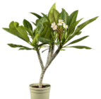 Frangipani im Pflanzen Kölle Prospekt zum Preis von 19,99 €
