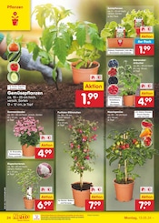 Aktueller Netto Marken-Discount Prospekt mit Blumen, "Aktuelle Angebote", Seite 28