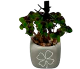 Glücksprimel bei EDEKA im Prospekt "" für 0,99 €