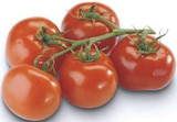 Aktuelle Tomaten Angebote bei famila Nordwest in Oldenburg Aktuelles Strauchtomaten Angebot bei famila Nordwest in Oldenburg ab 2,22 €