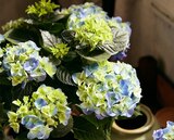 Hortensie im Angebot bei Kaufland in Salzgitter Hortensie Angebote bei Kaufland Salzgitter für 4,99 €