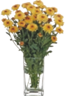 Chrysanthemen von  im aktuellen tegut Prospekt für 3,99 €