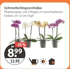 Schmetterlingsorchidee bei V-Markt im Mainburg Prospekt für 8,99 €