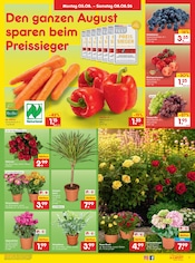 Ähnliche Saatgut Angebote im Prospekt "Aktuelle Angebote" von Netto Marken-Discount in Görlitz Ähnliche Angebote wie Saatgut im Prospekt "Aktuelle Angebote" auf Seite 11 von Netto Marken-Discount in Görlitz
