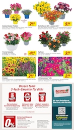 Pflanzen Angebot & Preis im aktuellen toom Baumarkt Prospekt Pflanzen Angebot im aktuellen toom Baumarkt Prospekt auf Seite 4