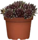 Hauswurz (Sempervivum) Angebote bei Globus-Baumarkt Wolfsburg für 1,49 €
