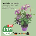 Waldrebe am Spalier von  im aktuellen V-Markt Prospekt für 11,99 €