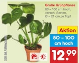 Große Grünpflanze im Angebot bei Netto Marken-Discount in Hagen Große Grünpflanze Angebote bei Netto Marken-Discount Hagen für 12,99 €
