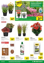 Stauden im Hagebaumarkt Prospekt in Brühl Aktueller Hagebaumarkt Prospekt mit Stauden, "SCHNAPP DIR DEIN SUPERBUNDLE", Seite 3