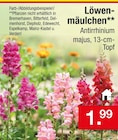 Angebot im Zimmermann Edewecht Prospekt Zimmermann Edewecht Prospekt mit im Angebot fĂŒr 1,99 âŹ