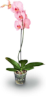 Aktuelle Pflanzen Angebote bei Netto Marken-Discount in Bremen Aktuelles Orchidee Angebot bei Netto Marken-Discount in Bremen ab 9,99 €