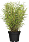 Heckenbambus (Fargesia murielae 'Green Bamboo') Angebote bei Globus-Baumarkt Mannheim für 19,99 €