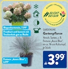 Aktuelle Hortensie Angebote bei ALDI SÜD in Siegen (Universitätsstadt) Aktuelles Gartenpflanze Angebot bei ALDI SÜD in Siegen (Universitätsstadt) ab 3,99 €
