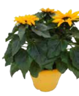 EDEKA Frischemarkt Jeshop - Chrysanthemenbusch Angebot im Prospekt Chrysanthemenbusch bei EDEKA Frischemarkt im Jeshop Prospekt für 4,99 €