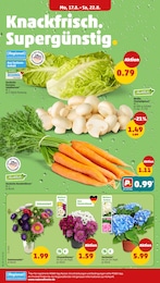 Pilze Angebot im aktuellen Penny Prospekt auf Seite 2