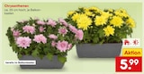 Chrysanthemen im Angebot bei Netto Marken-Discount in Filderstadt Chrysanthemen Angebote bei Netto Marken-Discount Filderstadt für 5,99 €