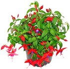 Fuchsie im Angebot bei Penny in Ahaus Fuchsie Angebote bei Penny Ahaus für 1,99 €