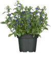 Hagebaumarkt Rheinberg - Beetpflanzen Angebot im Prospekt Beetpflanzen bei Hagebaumarkt im Rheinberg Prospekt für 0,59 €
