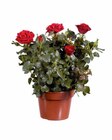 Topfrose Amorosa XL im Angebot bei Lidl in Friedrichshafen Topfrose Amorosa XL Angebote bei Lidl Friedrichshafen für 4,99 €