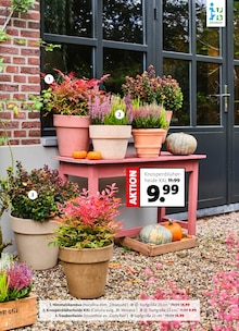 Pflanzen im aktuellen Blumen Ostmann Prospekt (Bremen) Pflanzen im Blumen Ostmann Prospekt "Herbst in voller Blüte" mit 8 Seiten (Bremen)