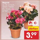 Aktuelles Begonie Angebot bei Netto Marken-Discount in Trier ab 3,99 €