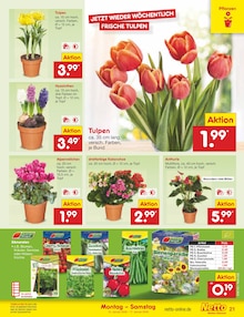 Bohnen im Netto Marken-Discount Prospekt "Aktuelle Angebote" mit 54 Seiten (Bonn)