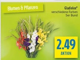 Gladiolen im Angebot bei diska in Hof Gladiolen Angebote bei diska Hof für 2,49 €