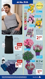 Stauden im ALDI SÜD Prospekt in Erkelenz Aktueller ALDI SÜD Prospekt mit Stauden, "Gutes für Alle.", Seite 16