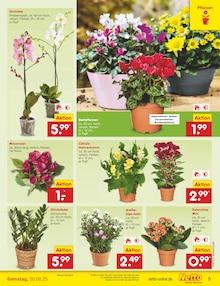 Zimmerpflanzen im aktuellen Netto Marken-Discount Prospekt (Essen) Zimmerpflanzen im Netto Marken-Discount Prospekt "Aktuelle Angebote" mit 57 Seiten (Essen)