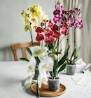 Orchidee bei Kaufland im Frankfurt Prospekt für 8,88 €