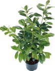 KIRSCHLORBEER (PRUNUS LAUROCERASUS) Angebote bei OBI Bremerhaven für 6,49 €