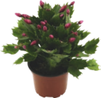 Schlumbergera «cactus de noël» - GARDENLINE dans le catalogue Aldi