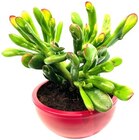 Teneriffa Mini Oase im Angebot bei REWE in Karlsruhe Teneriffa Mini Oase Angebote bei REWE Karlsruhe für 7,99 €