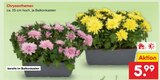 Chrysanthemen im Angebot bei Netto Marken-Discount in Hameln Chrysanthemen Angebote bei Netto Marken-Discount Hameln für 5,99 €
